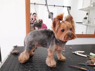 Super Pies Król Michalina